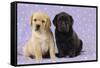 Yellow Labrador Puppy Sitting Next to a Black-null-Framed Stretched Canvas