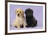 Yellow Labrador Puppy Sitting Next to a Black-null-Framed Photographic Print
