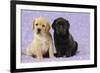 Yellow Labrador Puppy Sitting Next to a Black-null-Framed Photographic Print