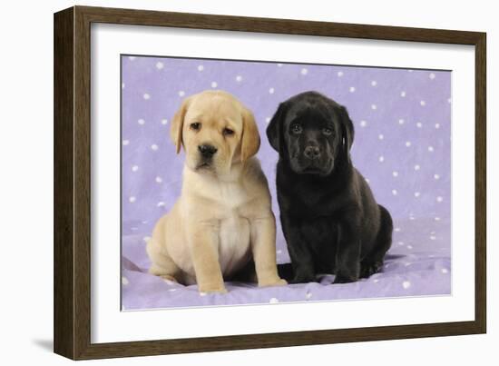 Yellow Labrador Puppy Sitting Next to a Black-null-Framed Photographic Print