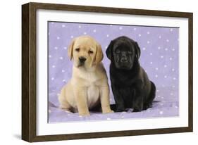 Yellow Labrador Puppy Sitting Next to a Black-null-Framed Photographic Print