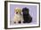 Yellow Labrador Puppy Sitting Next to a Black-null-Framed Photographic Print