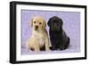 Yellow Labrador Puppy Sitting Next to a Black-null-Framed Photographic Print