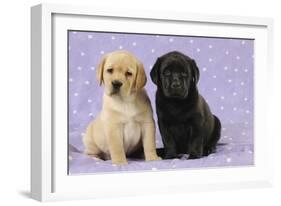 Yellow Labrador Puppy Sitting Next to a Black-null-Framed Photographic Print