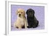 Yellow Labrador Puppy Sitting Next to a Black-null-Framed Photographic Print