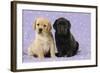 Yellow Labrador Puppy Sitting Next to a Black-null-Framed Photographic Print