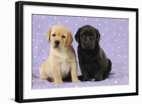 Yellow Labrador Puppy Sitting Next to a Black-null-Framed Photographic Print