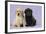 Yellow Labrador Puppy Sitting Next to a Black-null-Framed Photographic Print