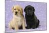 Yellow Labrador Puppy Sitting Next to a Black-null-Mounted Photographic Print