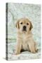 Yellow Labrador Puppy Sitting on Blanket-null-Stretched Canvas