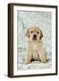 Yellow Labrador Puppy Sitting on Blanket-null-Framed Photographic Print