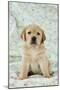 Yellow Labrador Puppy Sitting on Blanket-null-Mounted Photographic Print