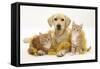Yellow Labrador Puppy with Two Ginger Kittens with Tinsel-Mark Taylor-Framed Stretched Canvas