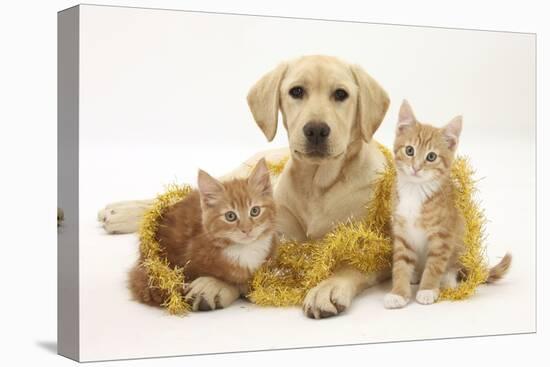 Yellow Labrador Puppy with Two Ginger Kittens with Tinsel-Mark Taylor-Stretched Canvas