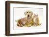 Yellow Labrador Puppy with Two Ginger Kittens with Tinsel-Mark Taylor-Framed Photographic Print