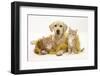 Yellow Labrador Puppy with Two Ginger Kittens with Tinsel-Mark Taylor-Framed Photographic Print