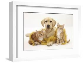 Yellow Labrador Puppy with Two Ginger Kittens with Tinsel-Mark Taylor-Framed Photographic Print