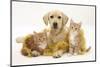Yellow Labrador Puppy with Two Ginger Kittens with Tinsel-Mark Taylor-Mounted Photographic Print