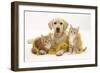 Yellow Labrador Puppy with Two Ginger Kittens with Tinsel-Mark Taylor-Framed Photographic Print