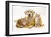 Yellow Labrador Puppy with Two Ginger Kittens with Tinsel-Mark Taylor-Framed Photographic Print