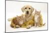 Yellow Labrador Puppy with Two Ginger Kittens with Tinsel-Mark Taylor-Mounted Photographic Print