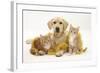 Yellow Labrador Puppy with Two Ginger Kittens with Tinsel-Mark Taylor-Framed Photographic Print