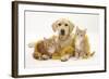 Yellow Labrador Puppy with Two Ginger Kittens with Tinsel-Mark Taylor-Framed Photographic Print