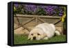 Yellow Labrador Puppy-null-Framed Stretched Canvas