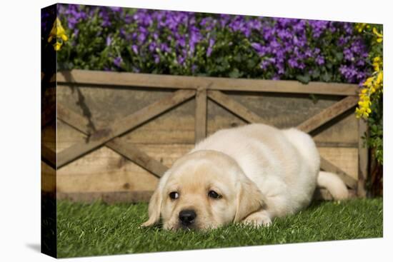 Yellow Labrador Puppy-null-Stretched Canvas