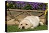 Yellow Labrador Puppy-null-Stretched Canvas