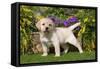 Yellow Labrador Puppy-null-Framed Stretched Canvas