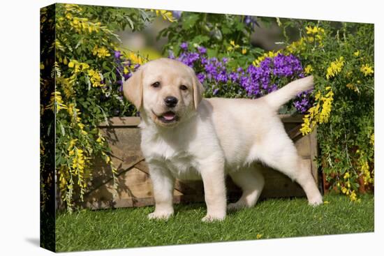 Yellow Labrador Puppy-null-Stretched Canvas