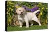 Yellow Labrador Puppy-null-Stretched Canvas