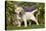 Yellow Labrador Puppy-null-Stretched Canvas