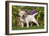 Yellow Labrador Puppy-null-Framed Photographic Print