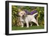 Yellow Labrador Puppy-null-Framed Photographic Print