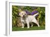 Yellow Labrador Puppy-null-Framed Photographic Print
