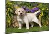 Yellow Labrador Puppy-null-Mounted Photographic Print