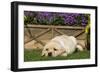 Yellow Labrador Puppy-null-Framed Photographic Print