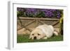 Yellow Labrador Puppy-null-Framed Photographic Print