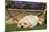 Yellow Labrador Puppy-null-Mounted Photographic Print