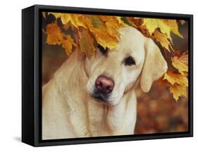 Yellow Labrador Retriever and Maple Leaves, Portrait-Lynn M^ Stone-Framed Stretched Canvas