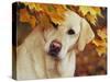 Yellow Labrador Retriever and Maple Leaves, Portrait-Lynn M^ Stone-Stretched Canvas