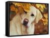 Yellow Labrador Retriever and Maple Leaves, Portrait-Lynn M^ Stone-Framed Stretched Canvas