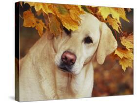 Yellow Labrador Retriever and Maple Leaves, Portrait-Lynn M^ Stone-Stretched Canvas