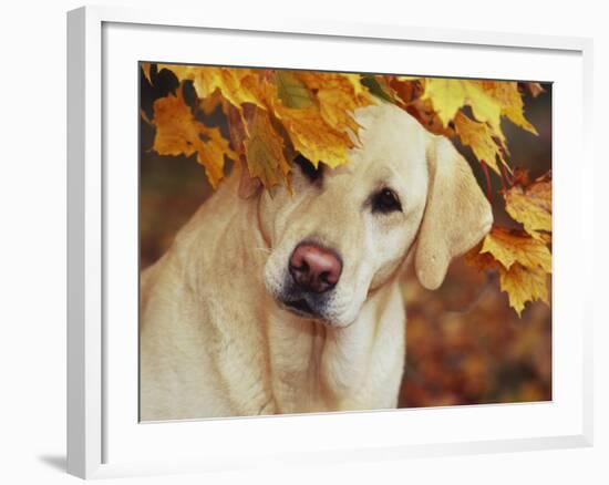 Yellow Labrador Retriever and Maple Leaves, Portrait-Lynn M^ Stone-Framed Photographic Print