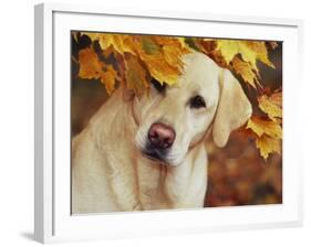 Yellow Labrador Retriever and Maple Leaves, Portrait-Lynn M^ Stone-Framed Photographic Print