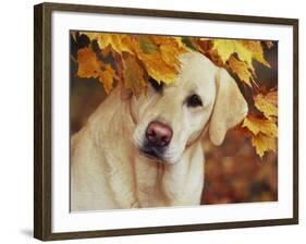 Yellow Labrador Retriever and Maple Leaves, Portrait-Lynn M^ Stone-Framed Photographic Print