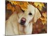 Yellow Labrador Retriever and Maple Leaves, Portrait-Lynn M^ Stone-Mounted Photographic Print
