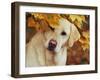 Yellow Labrador Retriever and Maple Leaves, Portrait-Lynn M^ Stone-Framed Photographic Print